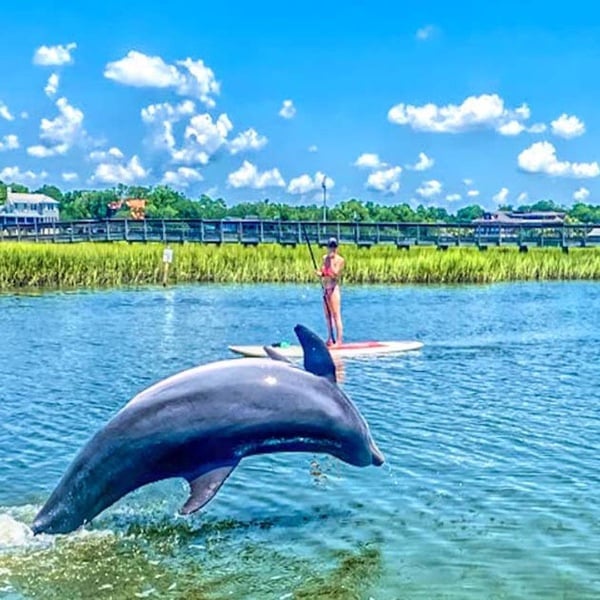 Spring & Dolphins have Sprung! Where are you?